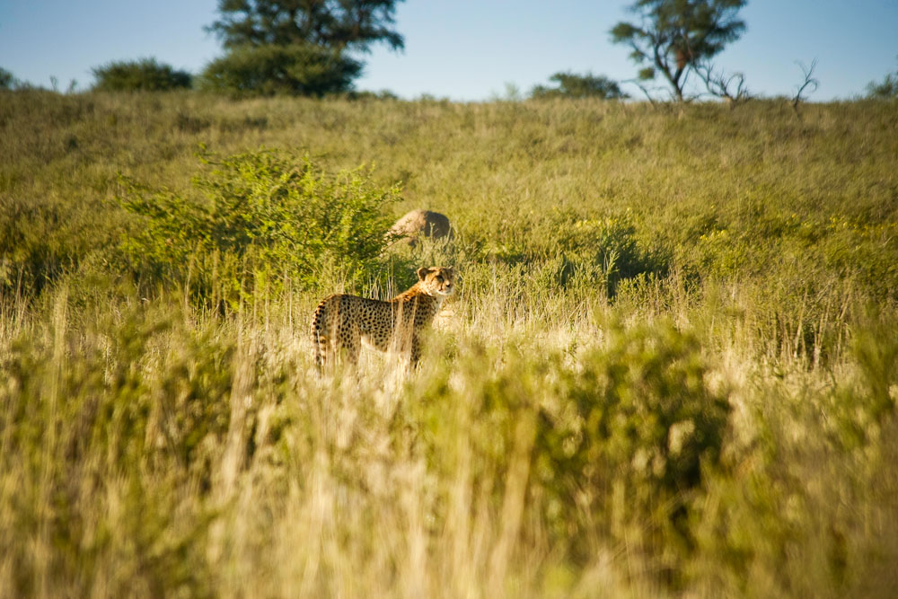 , Kalahari i Kruger