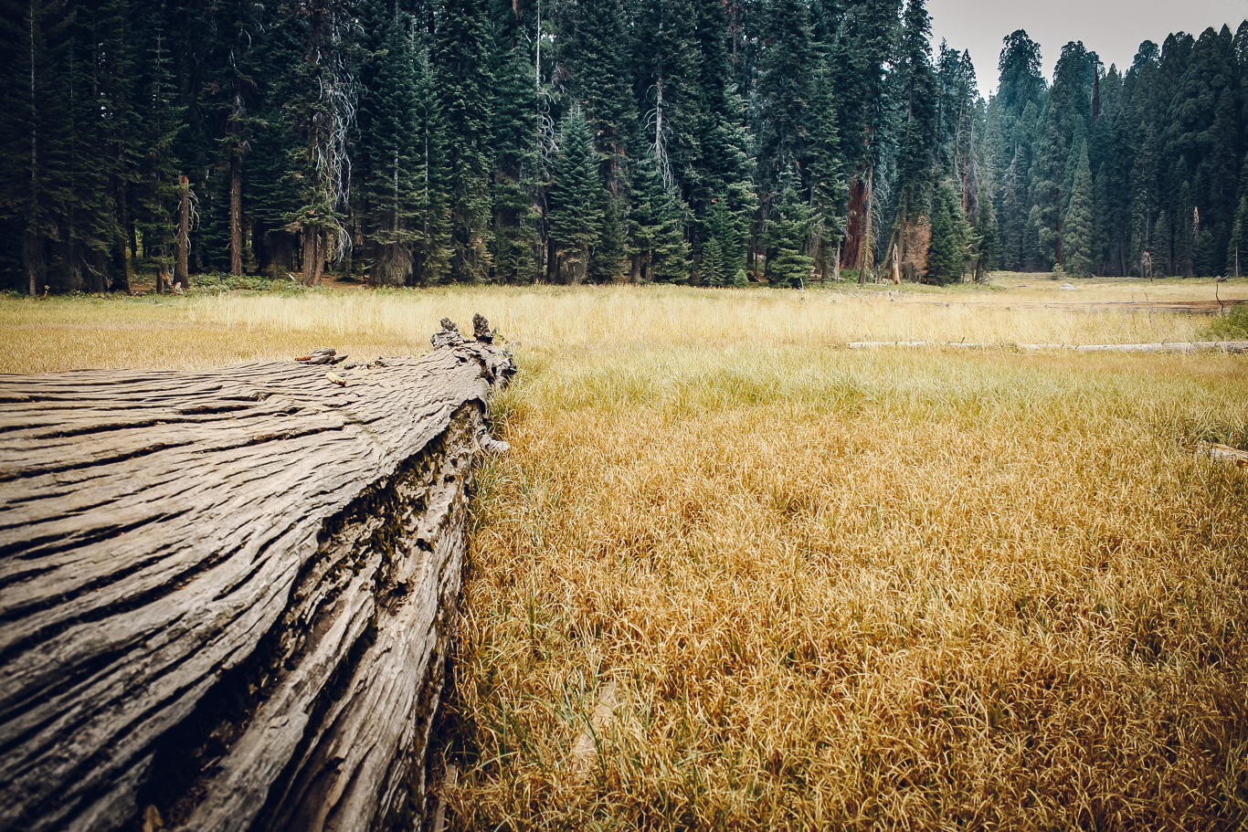 sekwoje gdzie rosną, Parki Narodowe Sequoia i Yosemite