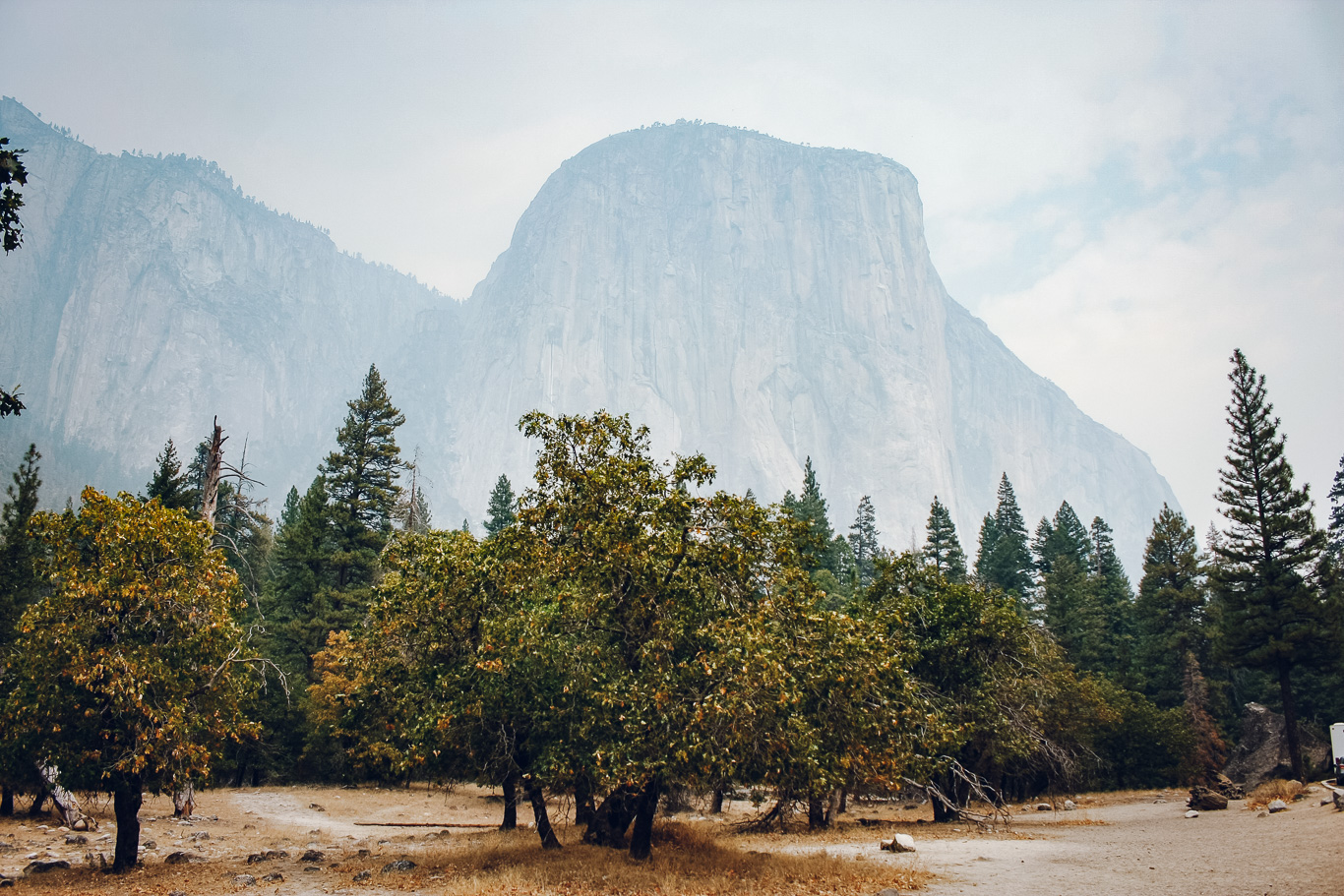 sekwoje gdzie rosną, Parki Narodowe Sequoia i Yosemite