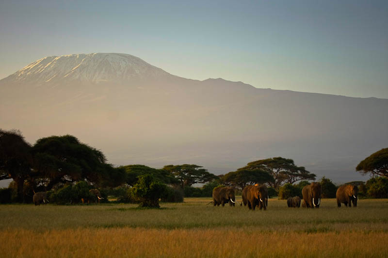 słonie pod kilimandżaro