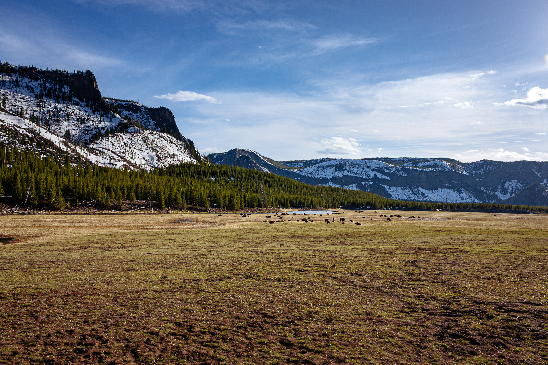stada bizonów w Yellowstone