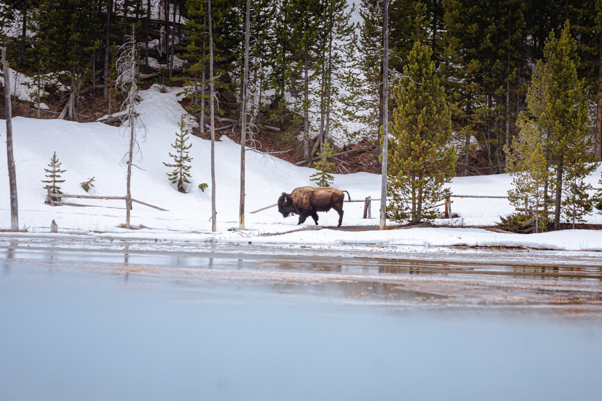 bizon w parku Yellowstone
