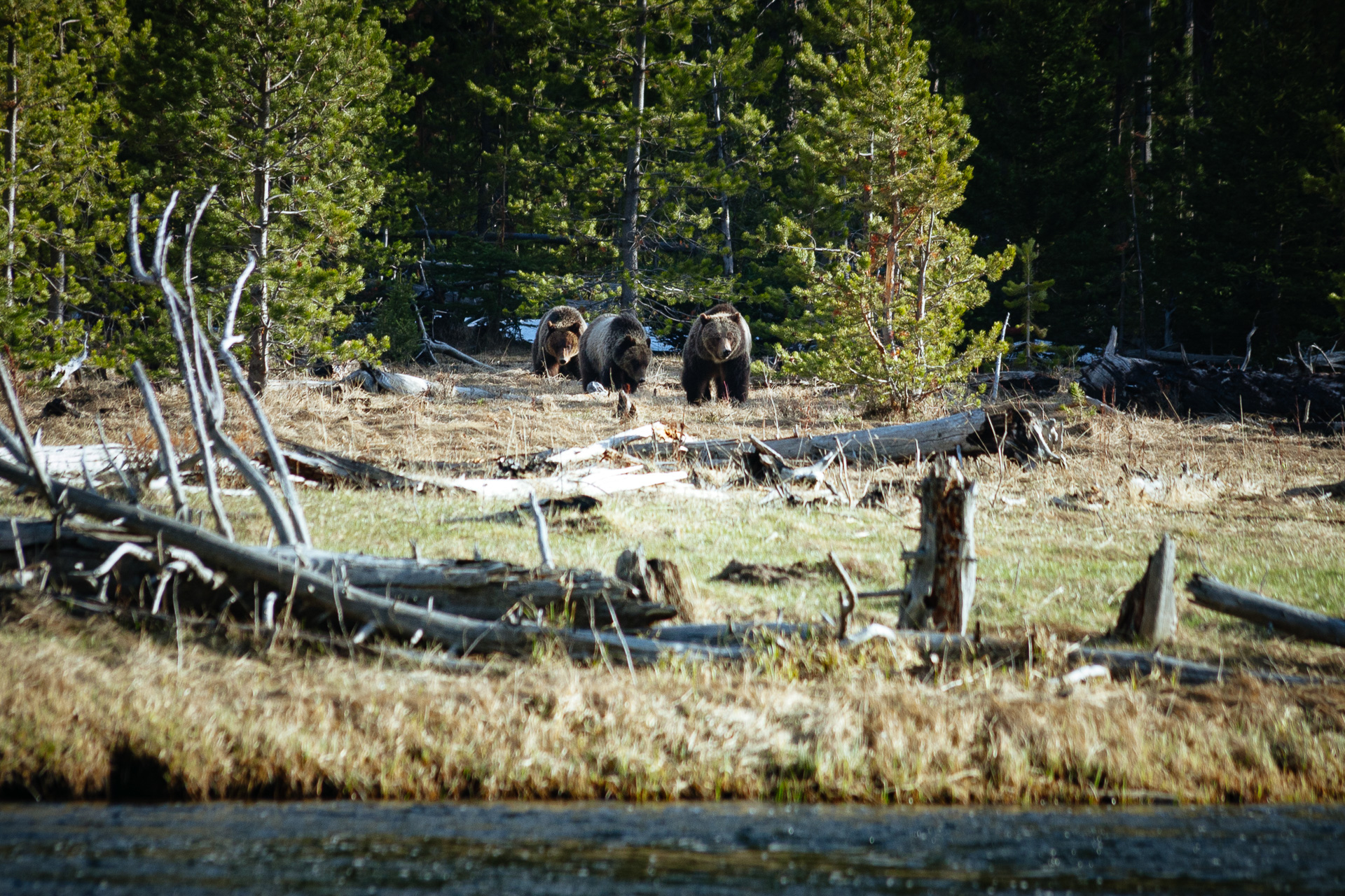 grizzly w parku yellowstone