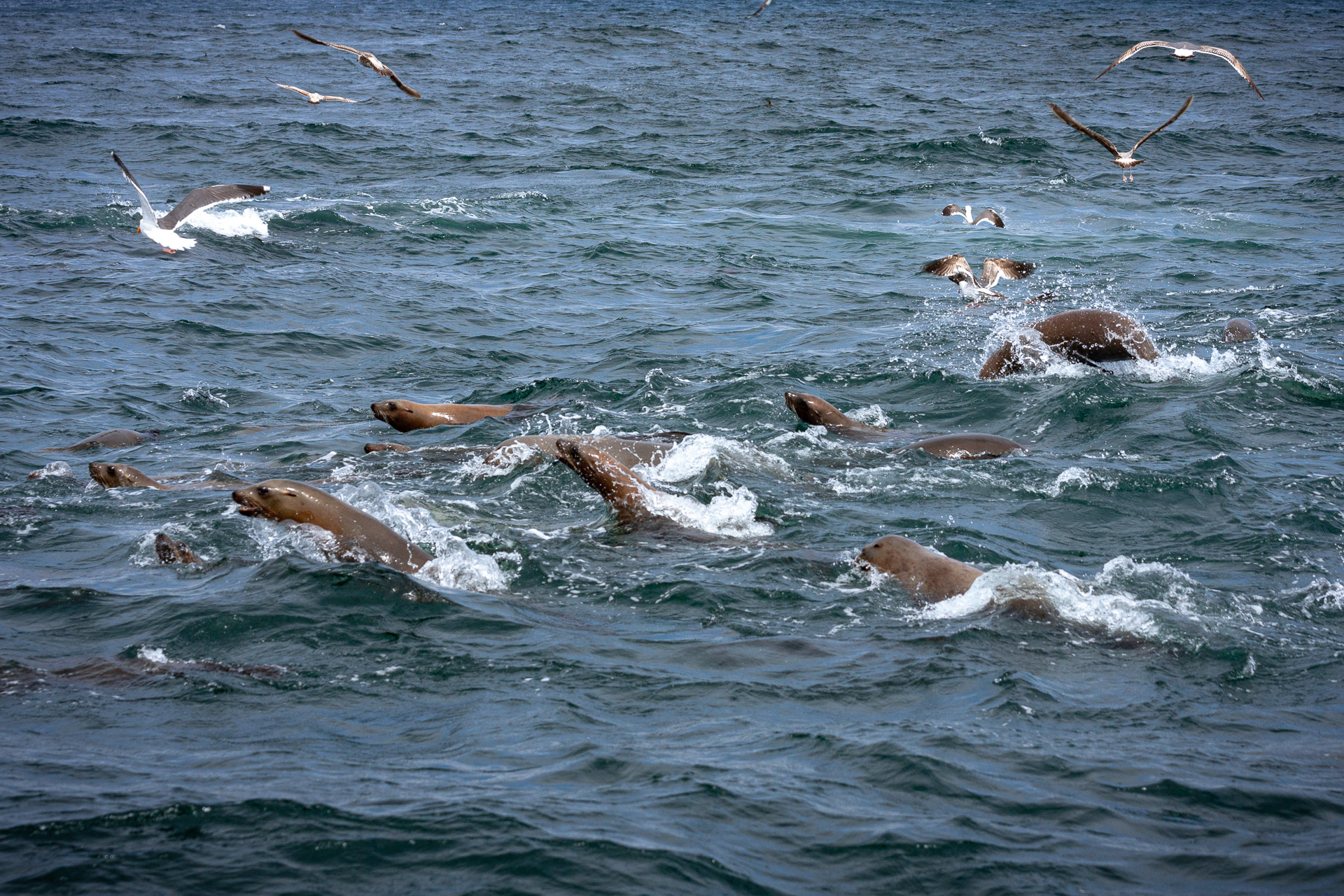wieloryby san francisco, San Francisco i wieloryby